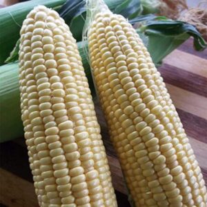 Maize Seeds